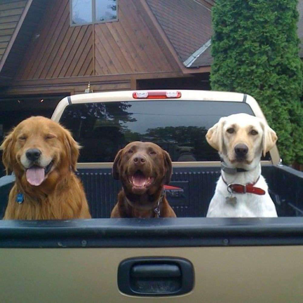 Meet your Posher, Sharon sever